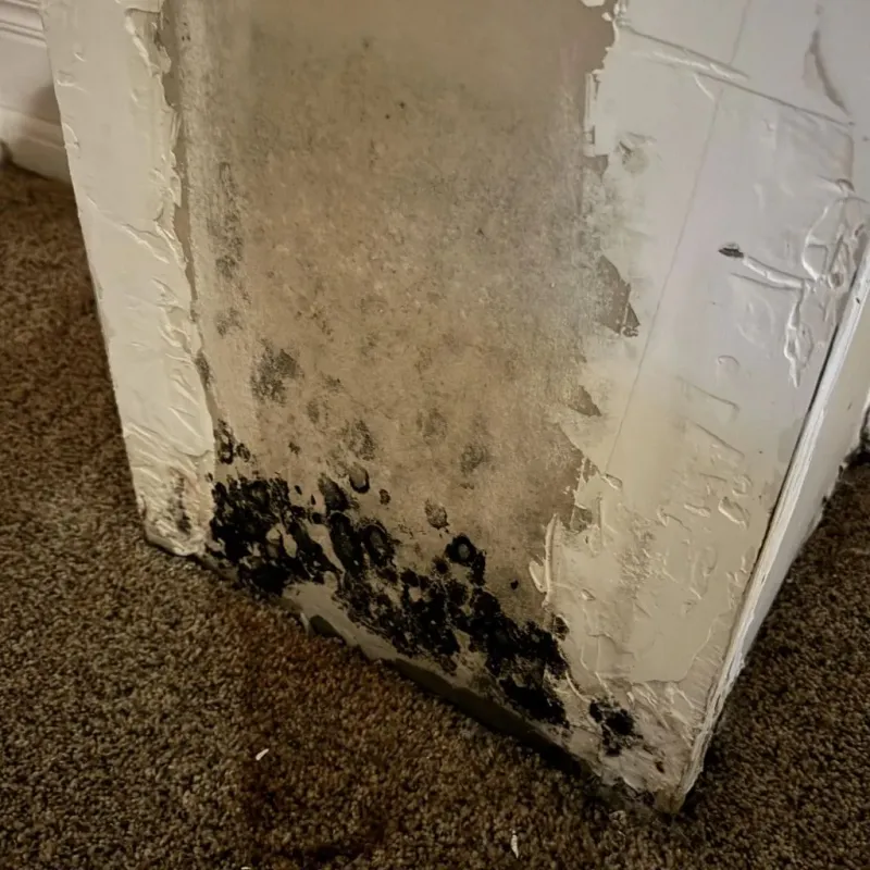 Professional Mold Removal in East Brookfield, MA